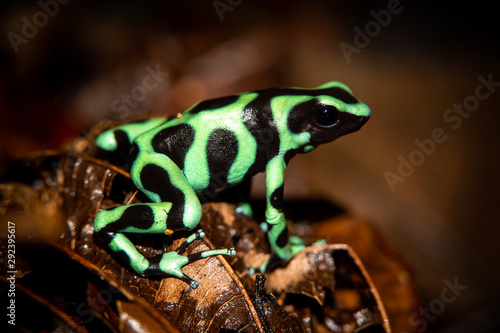 The green-and-black poison dart frog (Dendrobates auratus), or green-and-black poison arrow frog at Carara National Park, Costa Rica photo