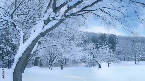 Trees covered with snow in park