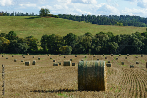 Rolled haystacks in field in early autumn