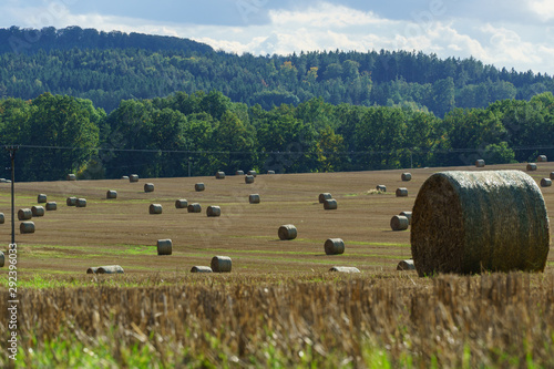 Rolled haystacks in field in early autumn