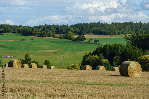 Rolled haystacks in field in early autumn