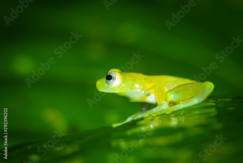 Teratohyla spinosa glass frog (spiny cochran frog) of the family of centrolenidae on a green leaf in the jungle of Costa Rica. Found in the jungle of Sarapiqui. 