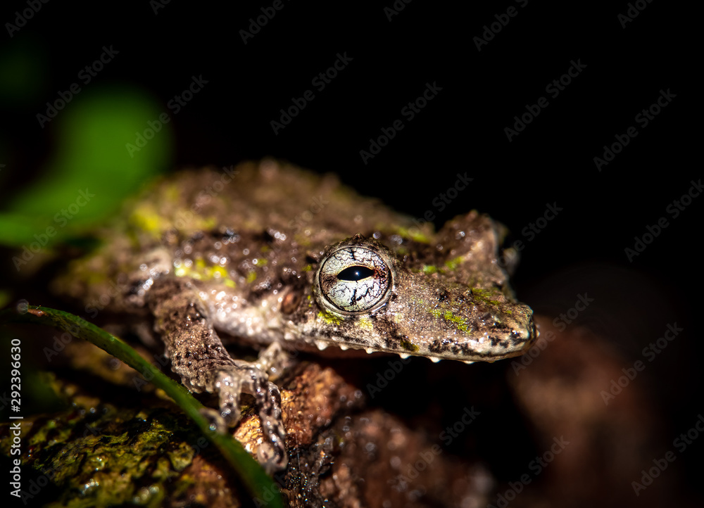 Scinax boulengeri (Boulenger's snouted tree frog), family of hylidae, at Selva verde, Braulio Carillo National Park, Costa Rica. Scinax boulengeri (Boulenger's snouted tree frog), family of hylidae, at Selva verde, Braulio Carillo National Park, Costa Rica.