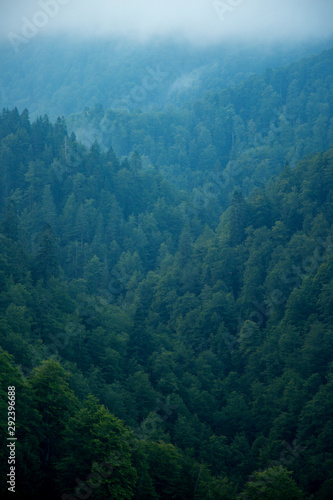 View at green trees in forest 