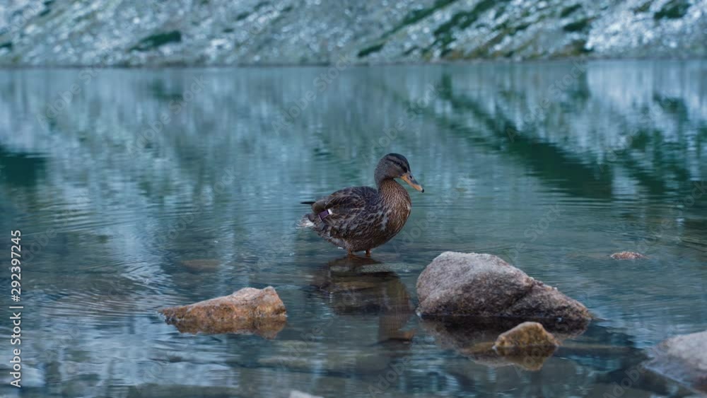 Dignified female mallard duck cleaning feathers and drinking cold mountain lake water, in high quality Dignified female mallard duck cleaning feathers and drinking cold mountain lake water, in high quality