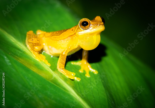 Costa Rica wildlife. Hourglass tree frog (Dendropsophus ebraccatus) from the Hylidae Family in Costa Rica, guayacan rainforest reserve in the province of Limon.  photo