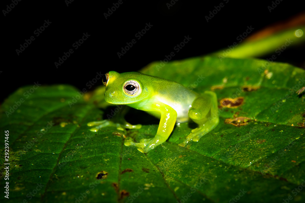 Teratohyla spinosa glass frog (spiny cochran frog) of the family of centrolenidae on a green leaf in the jungle of Costa Rica. Found in the jungle of Sarapiqui. Teratohyla spinosa glass frog (spiny cochran frog) of the family of centrolenidae on a green leaf in the jungle of Costa Rica. Found in the jungle of Sarapiqui.