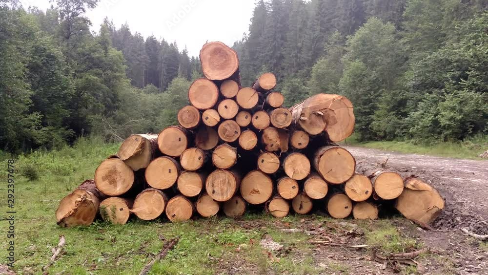 Spruce logs are harvested and prepared for transportation in Karpathians forest Pine trees trunks felled timber industry Landscape with large woodpile nature Spruce logs are harvested and prepared for transportation in Karpathians forest Pine trees trunks felled timber industry Landscape with large woodpile nature