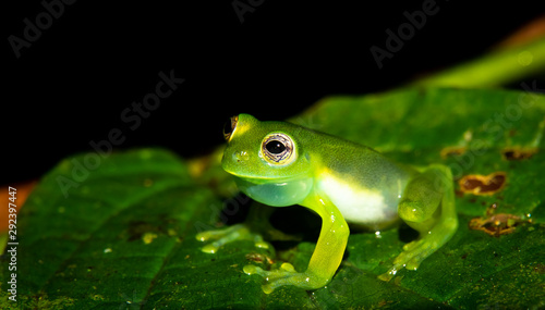 Teratohyla spinosa glass frog (spiny cochran frog) of the family of centrolenidae on a green leaf in the jungle of Costa Rica. Found in the jungle of Sarapiqui.  © Jeroen