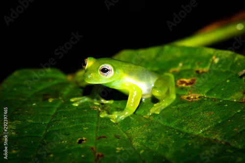 Teratohyla spinosa glass frog (spiny cochran frog) of the family of centrolenidae on a green leaf in the jungle of Costa Rica. Found in the jungle of Sarapiqui.  photo