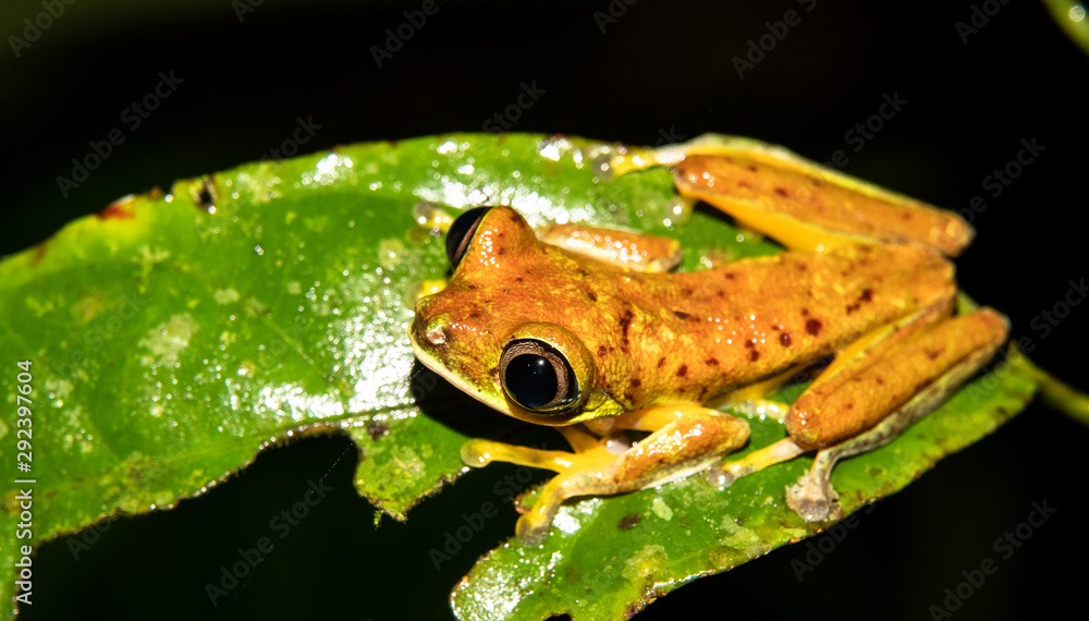 Rare frog species, the lemur leaf frog (Agalychnis lemur), a critically