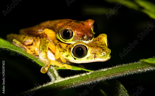 Mating lemur leaf frogs (Agalychnis lemur), a critically endangered frog because of the chytrid fungi (Chytridiomycosis). This one was found in Costa Rica, limón province. photo