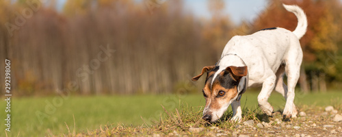 Canvastavla Small purebred Jack Russell Terrier Hound