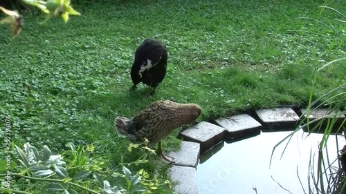 Laufentenpaar an einem kleinen Teich photo