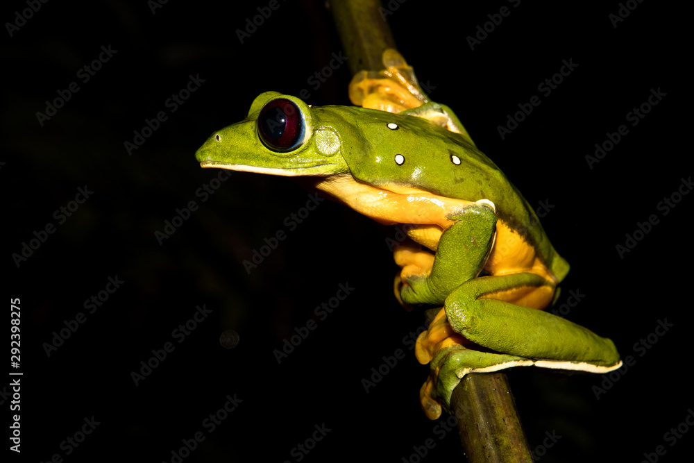 Gliding tree frog (Agalychnis spurrelli) sitting on a branch at the Osa Peninsula, corcovado national park. Gliding tree frog (Agalychnis spurrelli) sitting on a branch at the Osa Peninsula, corcovado national park.
