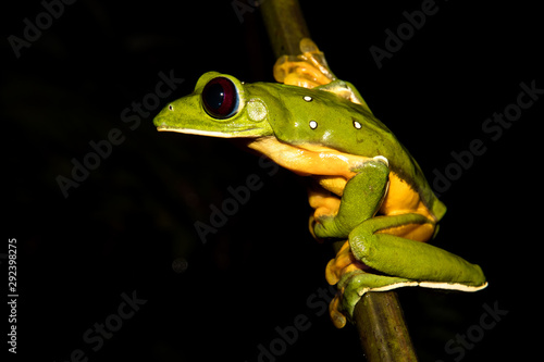 Gliding tree frog (Agalychnis spurrelli) sitting on a branch at the Osa Peninsula, corcovado national park. 