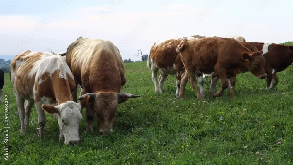 Group of pinto cows grazing on pasture. Group of pinto cows grazing on pasture.