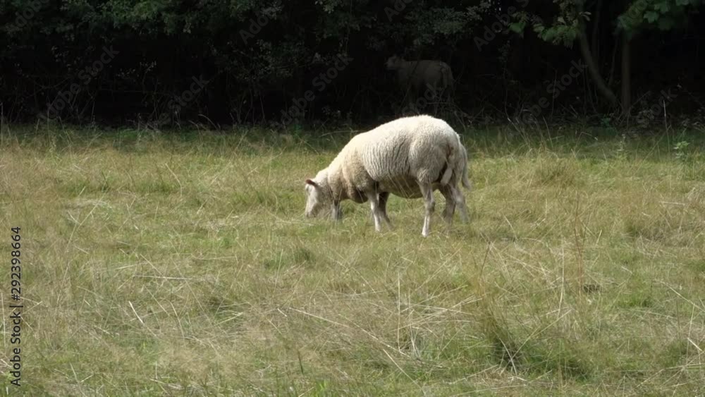 Two sheep with bells grazing in a meadow field. Summer day. Beskydy, Czech republic, Europe. Two sheep with bells grazing in a meadow field. Summer day. Beskydy, Czech republic, Europe.