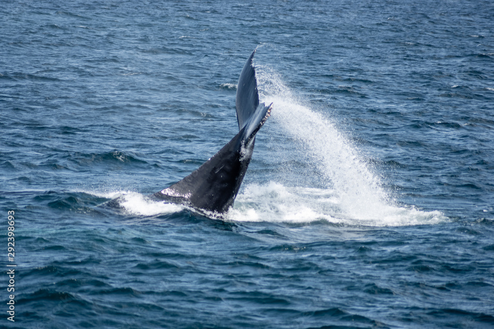 Fototapeta premium A Whale of a Tale