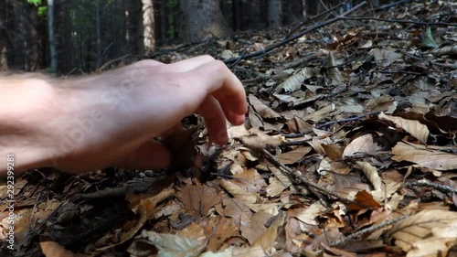 A man picks up gather a boletus mushroom in autumn forest. photo