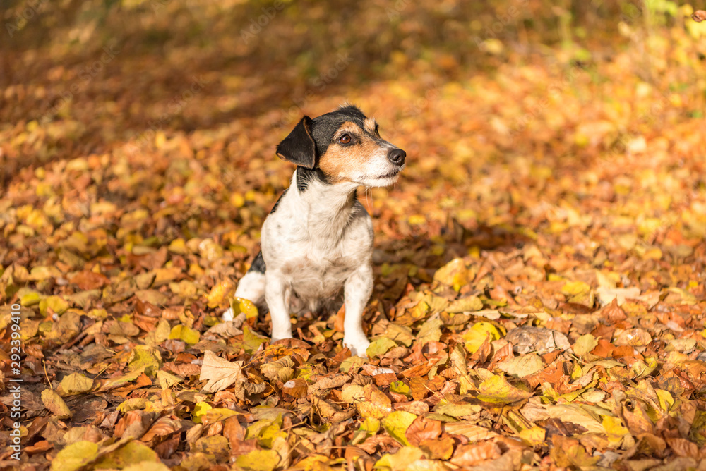 Cute dog in the autumn forest - jack russell terrier