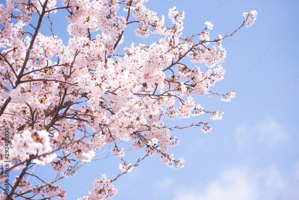 Cherry Blossom in spring with Soft focus, Sakura season in korea,Background