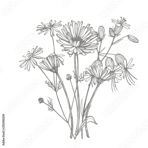 Tansy and Chamomile. Bouquet of hand drawn flowers and herbs. Botanical plant illustration. Handwritten abstract text wallpaper