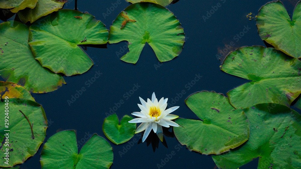 Blackwater Lily Blackwater Lily