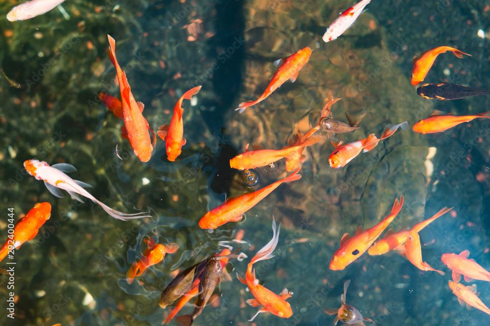 red fish red fish