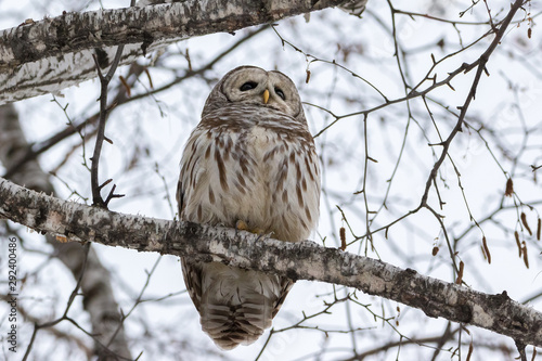 Low angle view close up or Barred Owl on Birch Tree branch