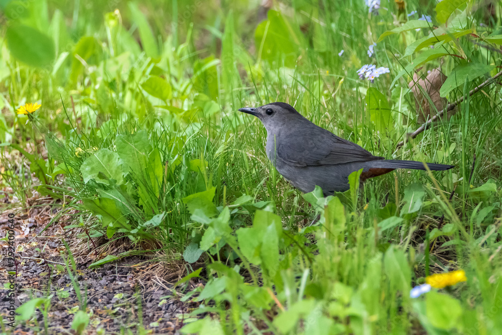 Fototapeta premium Close up of Gray Catbird walking in grass with wildflowers in springtime