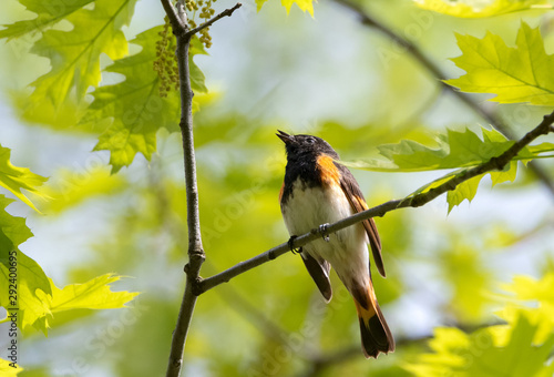 Male American Redstart perched on oak branch among young green leaves in springtime