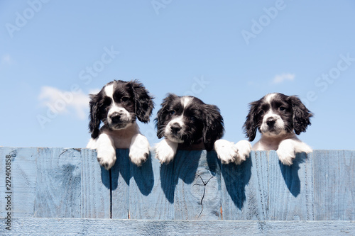 An adorable group of  puppies in front of blue background