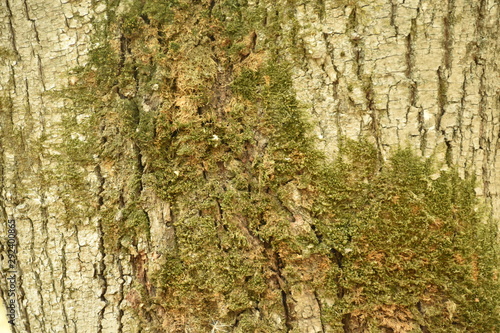 Dark wood texture background surface with old natural pattern