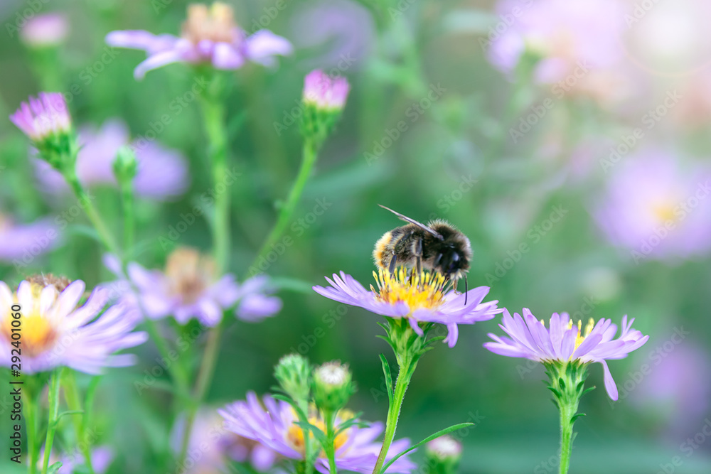blue flowers background, honey bee collects honey