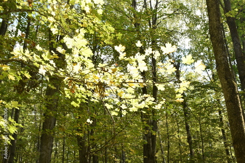 autumn nature. Dried autumn leaves for background