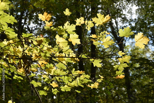 autumn nature. Dried autumn leaves for background