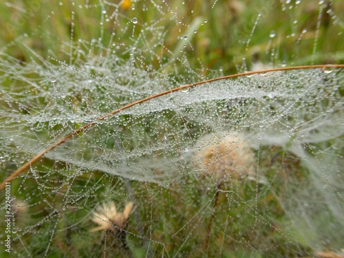 spider web on a green plant