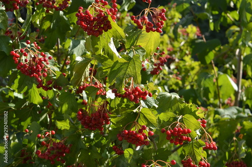 red berries of viburnum on a branch