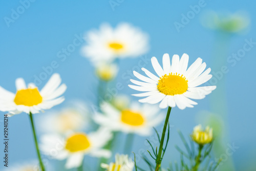 white daisies growing on summer meadow in morning sunlight 