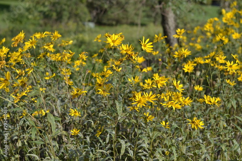 field of yellow flowers