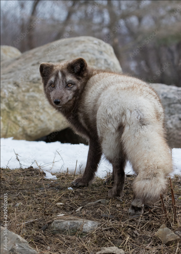 Blue Arctic fox staring over its shoulder Blue Arctic fox staring over its shoulder