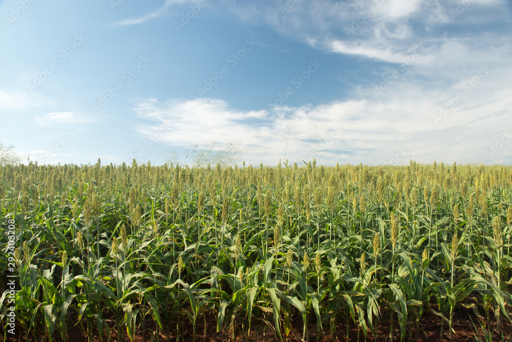 planting sorghum on a sunny morning planting sorghum on a sunny morning