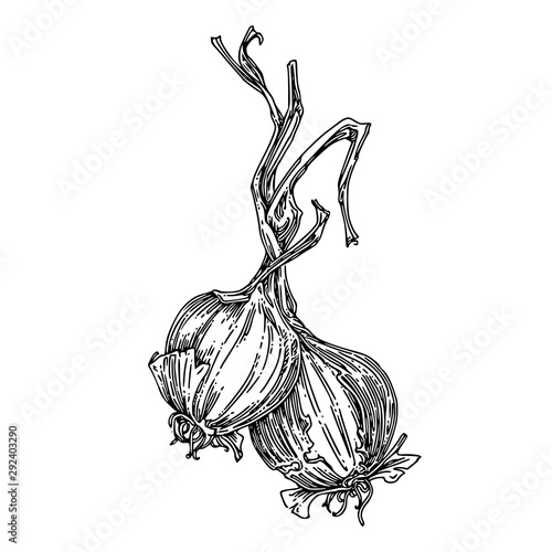 Two bulbs onion with long stems. Sketch. Engraving style. Vector illustration.