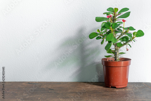 Beautiful cactus isolated on white background.  colorful ceramic pot. © Anthony Paz