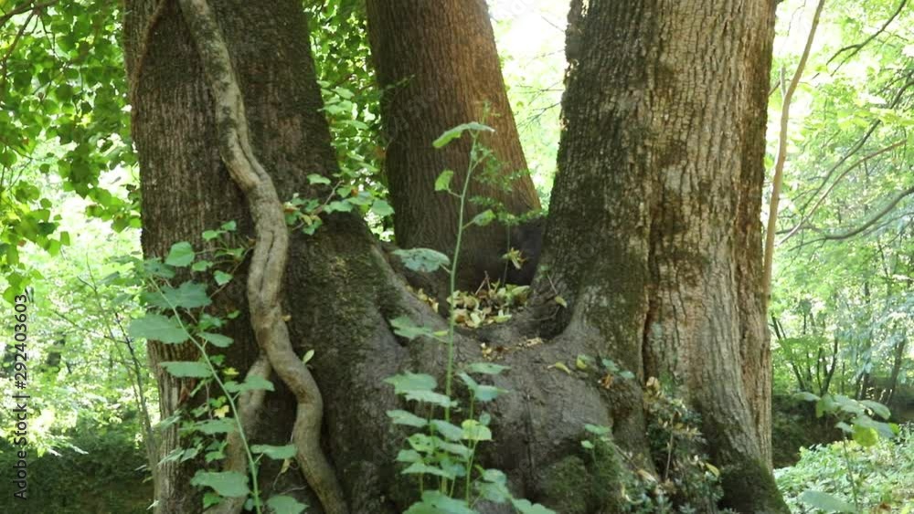 Close Up View Of Big Overgrown Mossy Lush Tree Trunk In Beautiful Sunny Fores to mean a concept