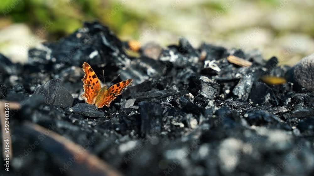 Polygonia c-album, the comma butterfly resting in sun, high quality Polygonia c-album, the comma butterfly resting in sun, high quality