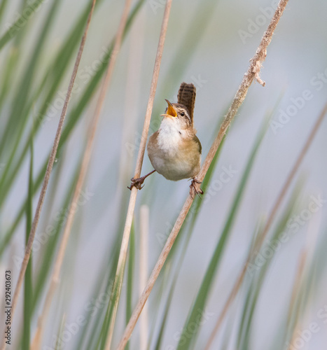 Papier peint singes - Papier peint Marsh Wren bird singing with wide open beak while clinging to grass stems