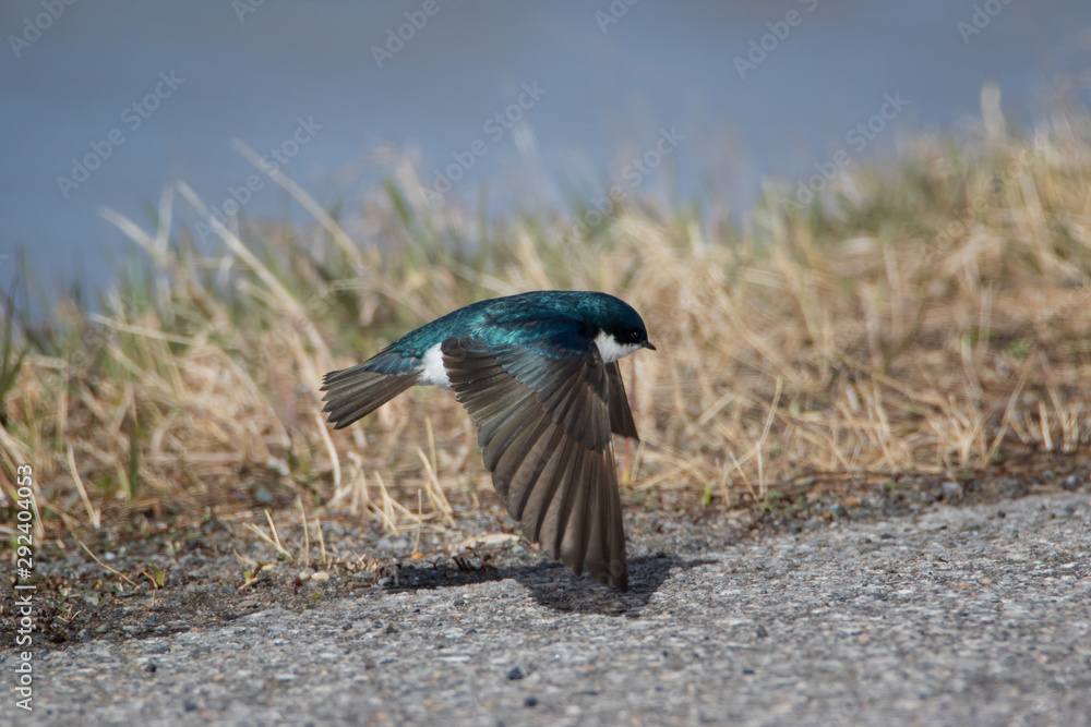 Close up of Tree swallow flying close to the ground Close up of Tree swallow flying close to the ground