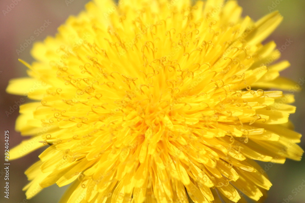 Dandelion closeup on a sunny day. Yellow flower background.. Dandelion closeup on a sunny day. Yellow flower background..